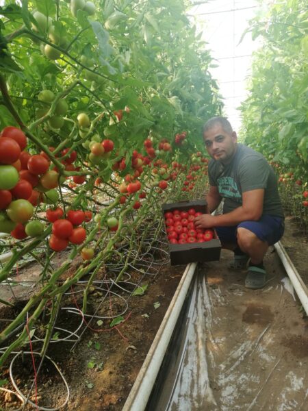 Friss, ízes paradicsom és paprika vegyszermentes gazdálkodásból