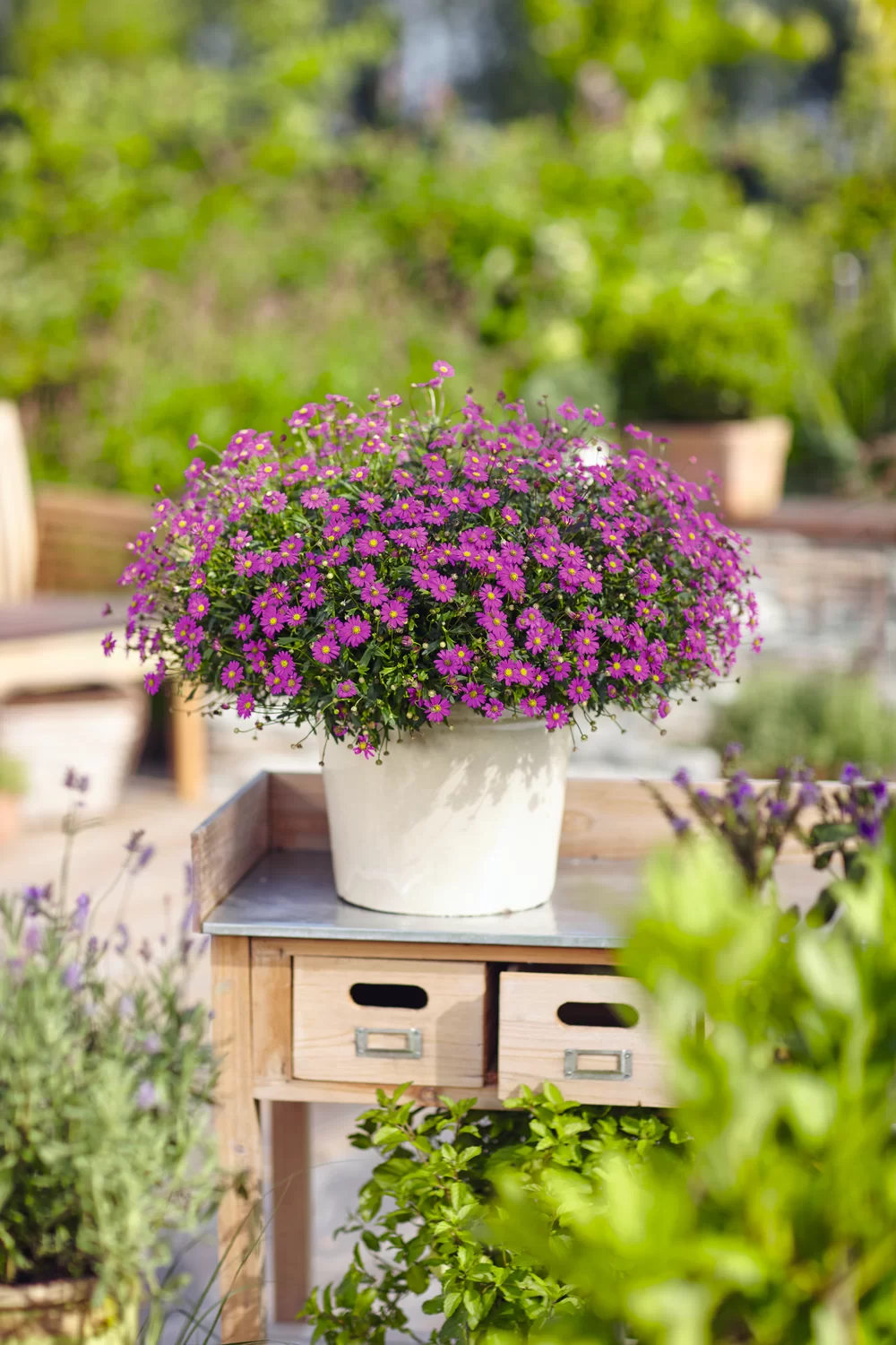 Brachyscome multifida Delight Magenta 19474 S 1 1 | Nyuka Kertészet