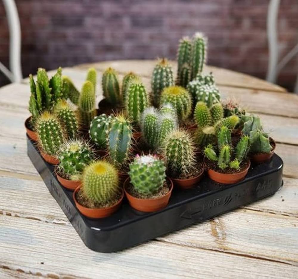 cactus | Nyuka Kertészet