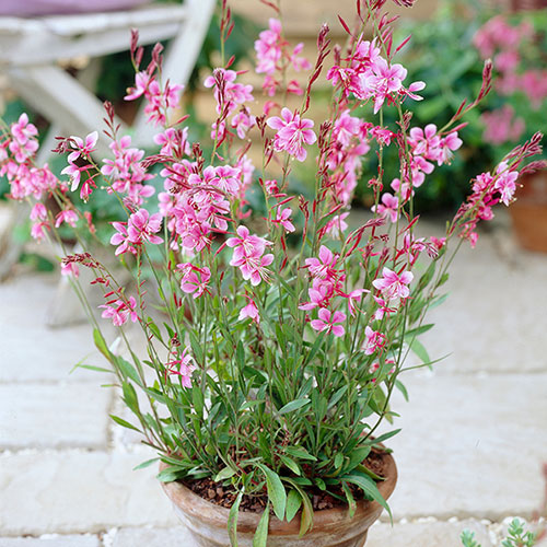 diszgyertya2 | Nyuka Kertészet