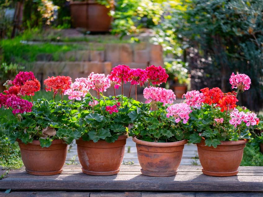 muskatlik | Nyuka Kertészet