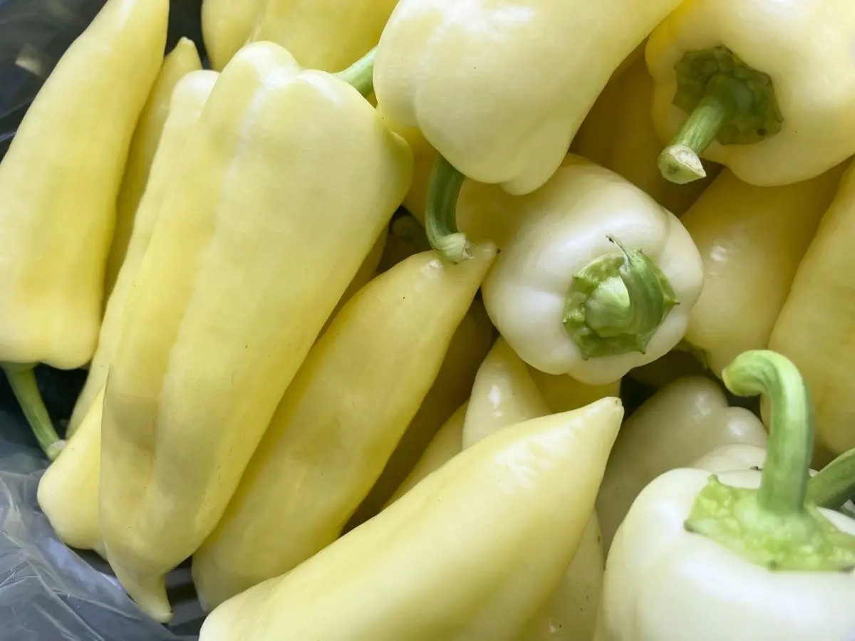 Roppanós paprika Fóton