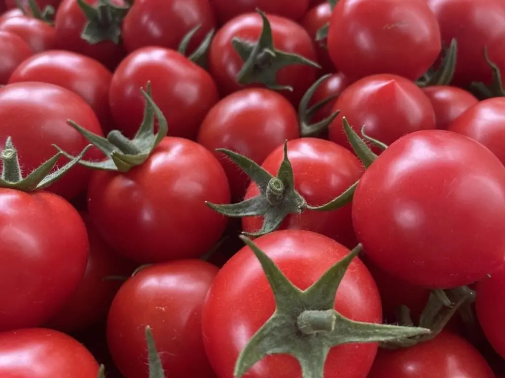 Étkezési paradicsom vegyszermentesen